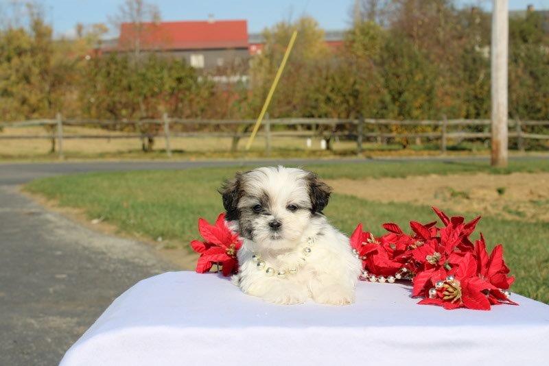 puppy, for, sale, Mal - Shi, Matthew B. Stoltzfus, dog, breeder, Gap, PA, dog-breeder, puppy-for-sale, forsale, nearby, find, puppyfind, locator, puppylocator, aca